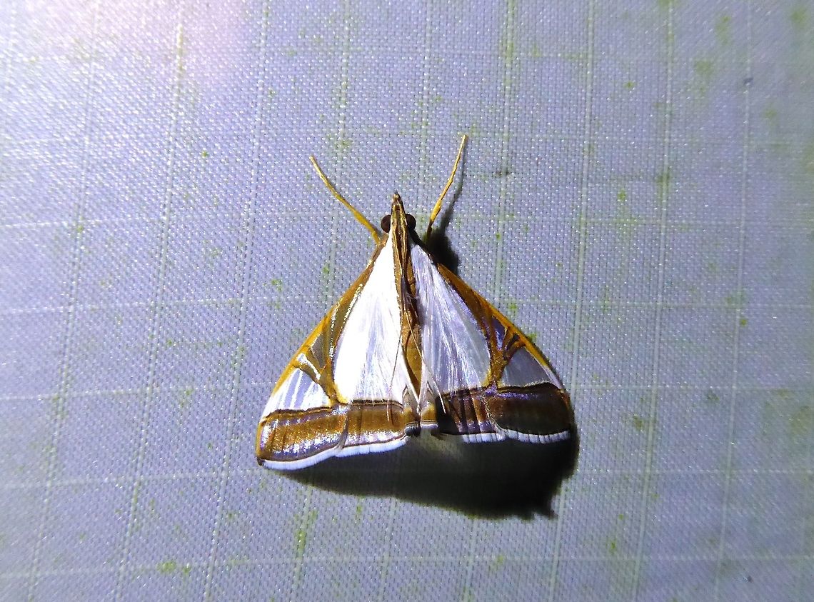 Agrioglypta eurytusalis (Crambidae) Bukit Fraser, Malaysia. 23 Dec 2016. Agrioglypta eurytusalis,Geotagged,Malaysia,Winter