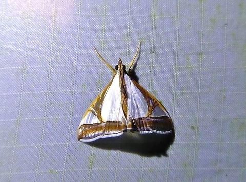 Agrioglypta eurytusalis (Crambidae) Bukit Fraser, Malaysia. 23 Dec 2016. Agrioglypta eurytusalis,Geotagged,Malaysia,Winter