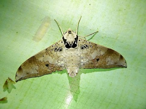 Ambulyx canescens (Sphingidae) Bukit Fraser, Malaysia. 24 Dec 2016. Ambulyx canescens,Geotagged,Malaysia,Winter
