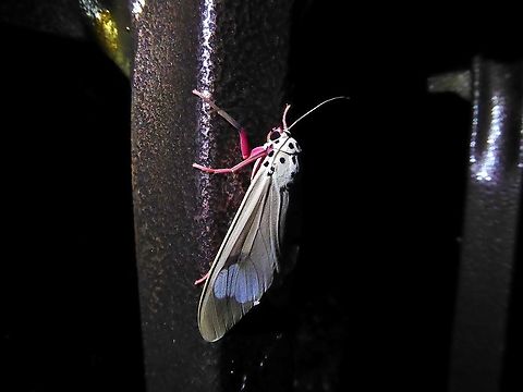 Amerila astreus (Arctiidae) Bukit Fraser, Malaysia. 22 Dec 2016. Amerila astreus,Fall,Geotagged,Malaysia,Moth Week 2018