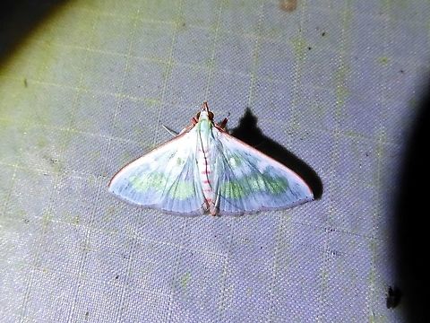 Arthroschista tricoloralis (Crambidae) Bukit Fraser, Malaysia. 23 Dec 2016. Arthroschista tricoloralis,Geotagged,Malaysia,Winter