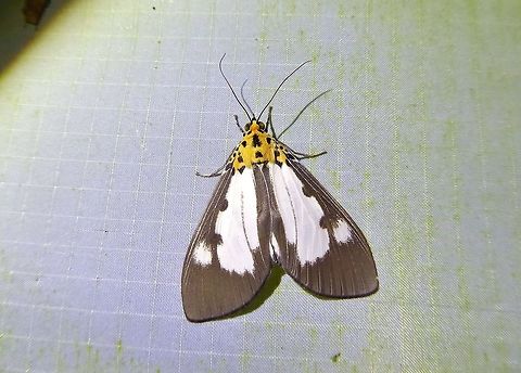 Asota plana (Erebidae) Bukit Fraser, Malaysia. 22 Dec 2016. Asota plana,Fall,Geotagged,Malaysia