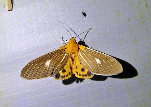 Asota producta (Erebidae) Bukit Fraser, Malaysia. 23 Dec 2016. Asota producta,Geotagged,Malaysia,Winter