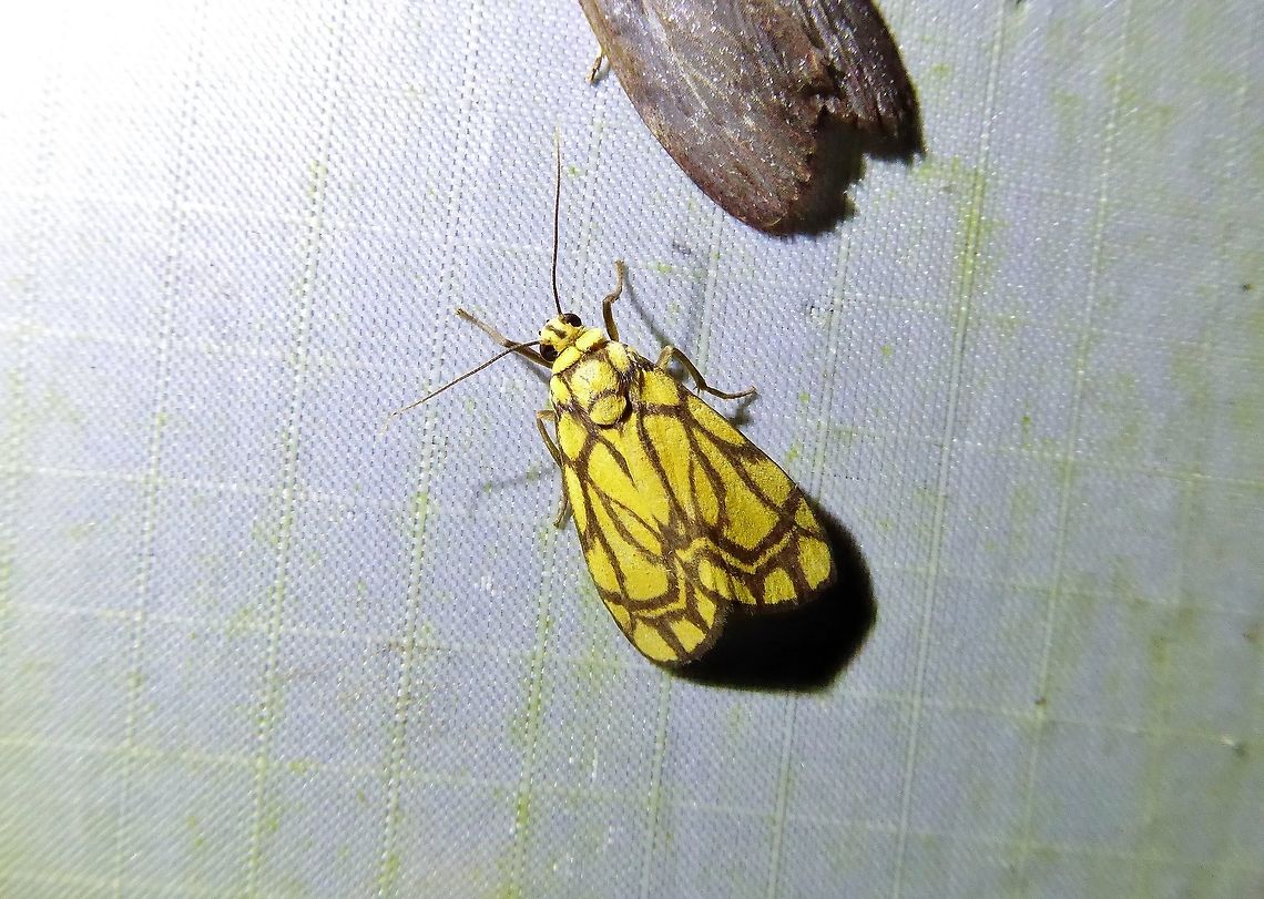 Asura euprepioides (Erebidae) Bukit Fraser, Malaysia. 23 Dec 2016. Asura euprepioides,Geotagged,Malaysia,Winter