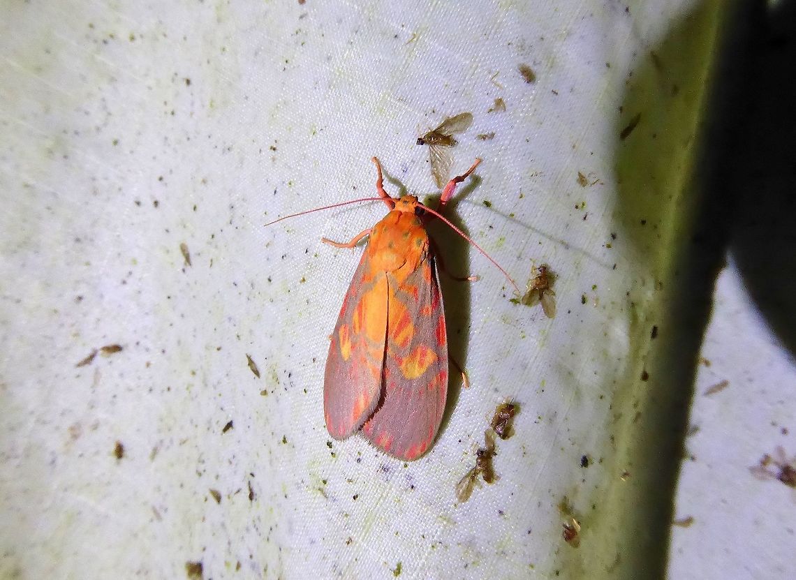 Barsine cuneonotatus (Erebidae) Bukit Fraser, Malaysia. 22 Dec 2016. Barsine cuneonotatus,Fall,Geotagged,Malaysia