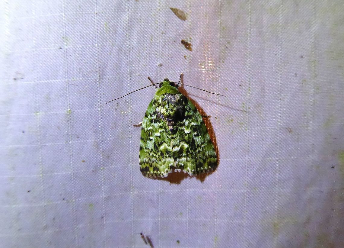 Belciana prasina (Noctuidae) Bukit Fraser, Malaysia. 22 Dec 2016. Belciana prasina,Fall,Geotagged,Malaysia