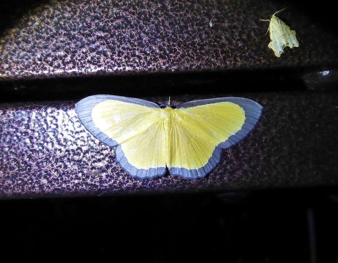 Bytharia uniformis (Geometridae) Bukit Fraser, Malaysia. 22 Dec 2016. Bytharia uniformis,Fall,Geotagged,Malaysia