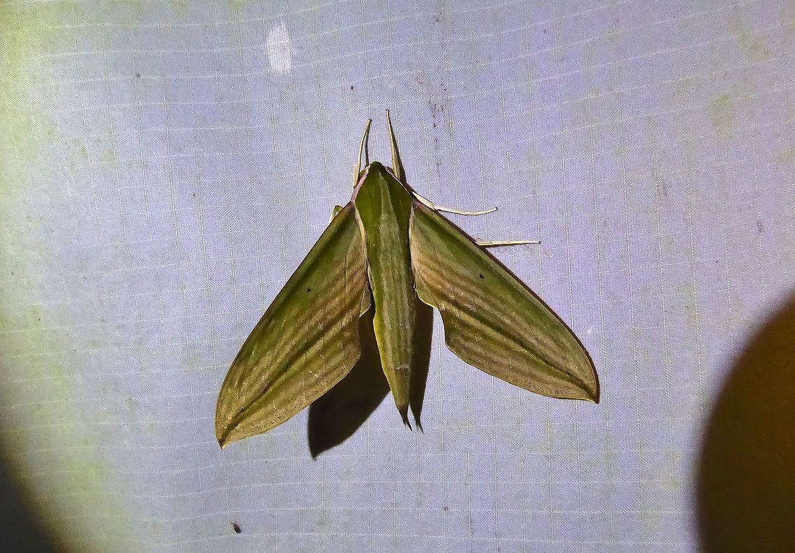 Cechenena subangustata (Sphingidae) Bukit Fraser, Malaysia. Dec 22, 2016 Cechenena subangustata,Fall,Geotagged,Malaysia