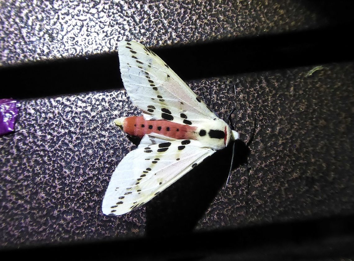 Spilarctia groganae (Erebidae) Bukit Fraser, Malaysia. Dec 22, 2016 Fall,Geotagged,Malaysia,Spilarctia groganae