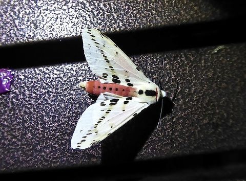 Spilarctia groganae (Erebidae) Bukit Fraser, Malaysia. Dec 22, 2016 Fall,Geotagged,Malaysia,Spilarctia groganae