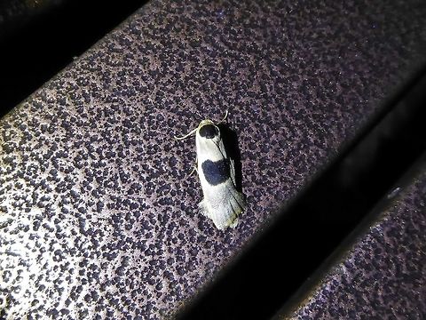 Teulisna curviplaga (Erebidae) Bukit Fraser, Malaysia. 22 Dec 2016. Fall,Geotagged,Malaysia,Teulisna curviplaga