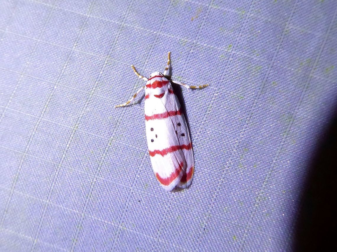 Cyana horsfieldi (Erebidae) Bukit Fraser, Malaysia. 22 Dec 2016. Cyana horsfieldi,Fall,Geotagged,Malaysia