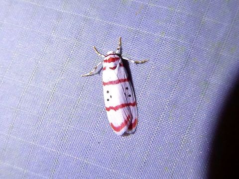 Cyana horsfieldi (Erebidae) Bukit Fraser, Malaysia. 22 Dec 2016. Cyana horsfieldi,Fall,Geotagged,Malaysia