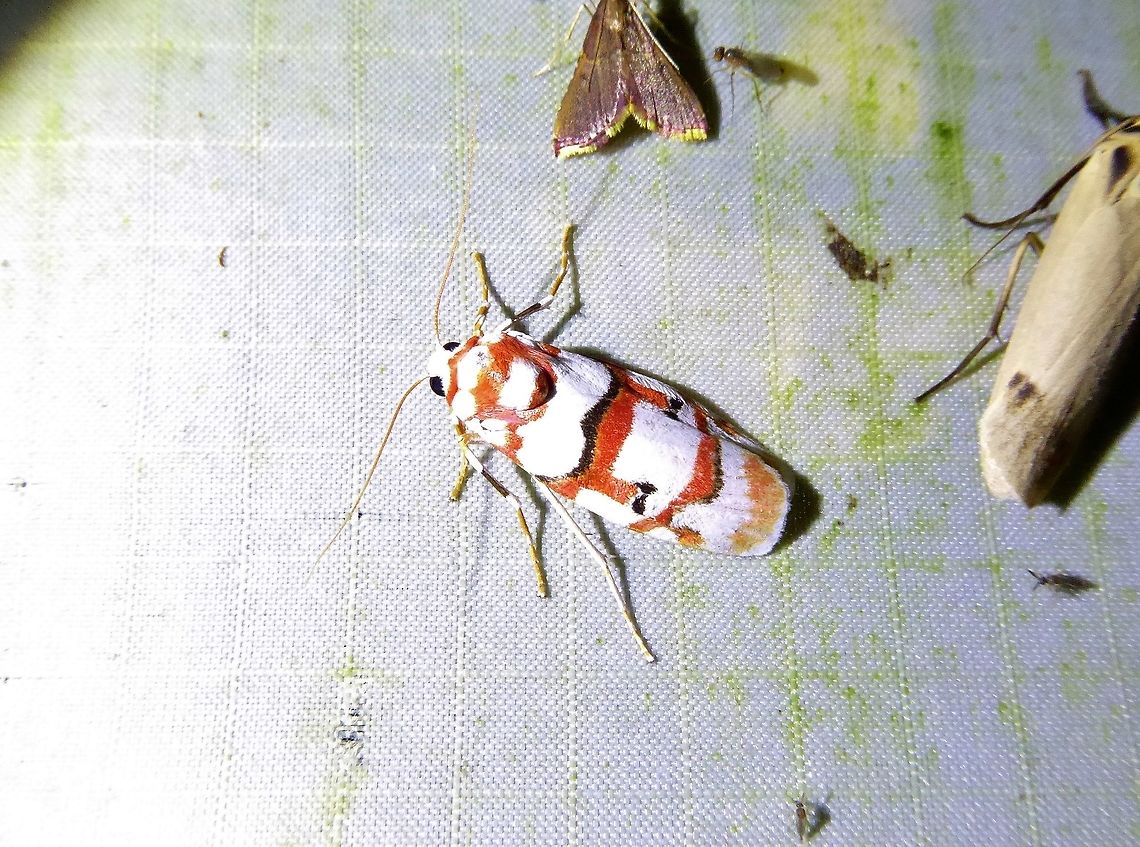 Cyana malayensis (Erebidae) Bukit Fraser, Malaysia. 23 Dec 2016. Cyana malayensis,Geotagged,Malaysia,Winter