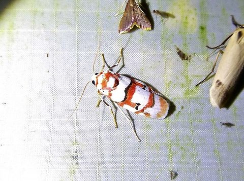 Cyana malayensis (Erebidae) Bukit Fraser, Malaysia. 23 Dec 2016. Cyana malayensis,Geotagged,Malaysia,Winter
