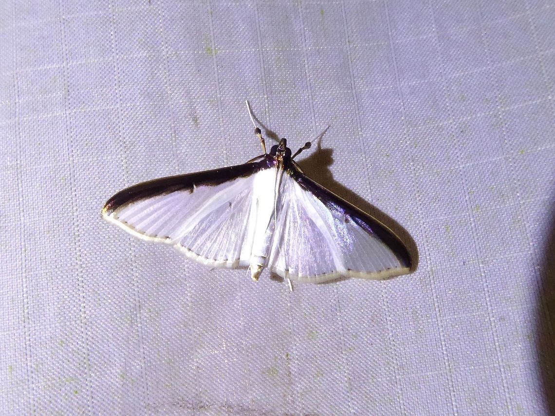 Cydalima laticostalis (Crambidae) Bukit Fraser, Malaysia. Dec 22, 2016. Cydalima laticostalis,Fall,Geotagged,Malaysia