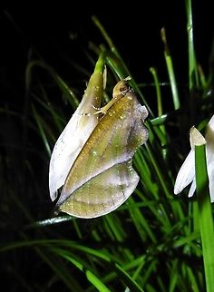 Eudocima aurantia (Erebidae) Bukit Fraser, Malaysia. 24 Dec 2016. Eudocima aurantia,Fruit-sucking moth,Geotagged,Malaysia,Winter