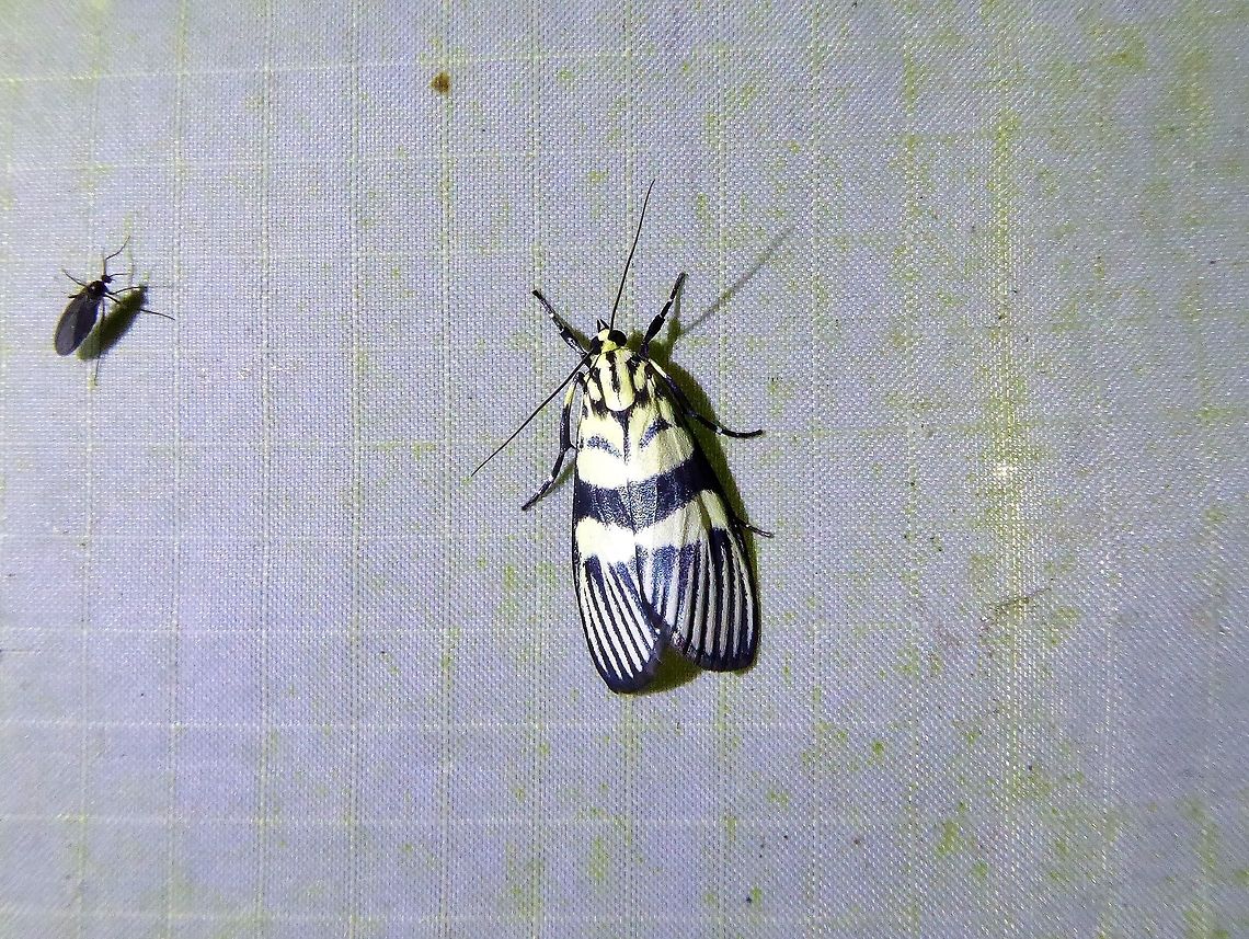 Heortia vitessoides (Crambidae) Bukit Fraser, Malaysia. 22 Dec 2016. Fall,Geotagged,Heortia vitessoides,Malaysia