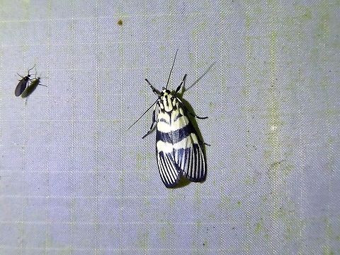 Heortia vitessoides (Crambidae) Bukit Fraser, Malaysia. 22 Dec 2016. Fall,Geotagged,Heortia vitessoides,Malaysia