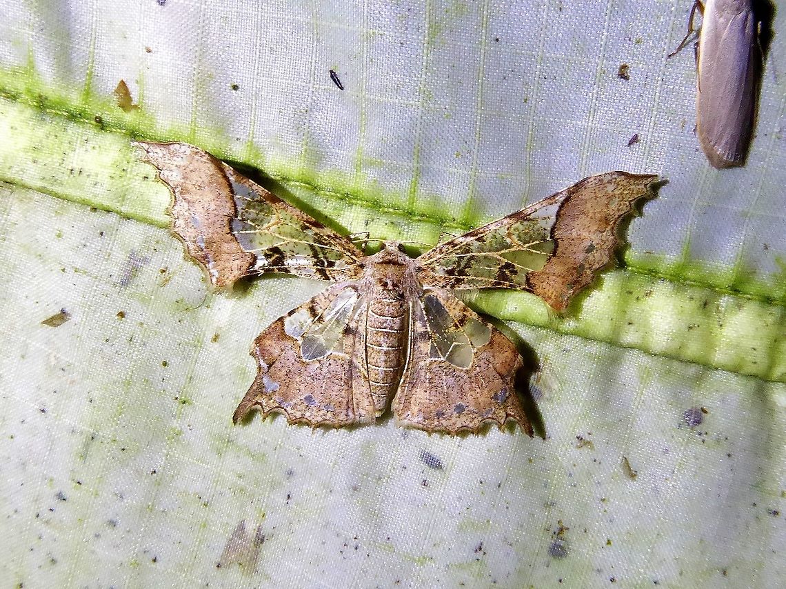 Krananda semihyalina (Geometridae) Bukit Fraser, Malaysia. 22 Dec 2016. Fall,Geotagged,Krananda semihyalina,Malaysia