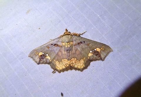 Lopharthrum comprimens (Erebidae) Bukit Fraser, Malaysia. Dec 22, 2016. Fall,Geotagged,Lopharthrum comprimens,Malaysia