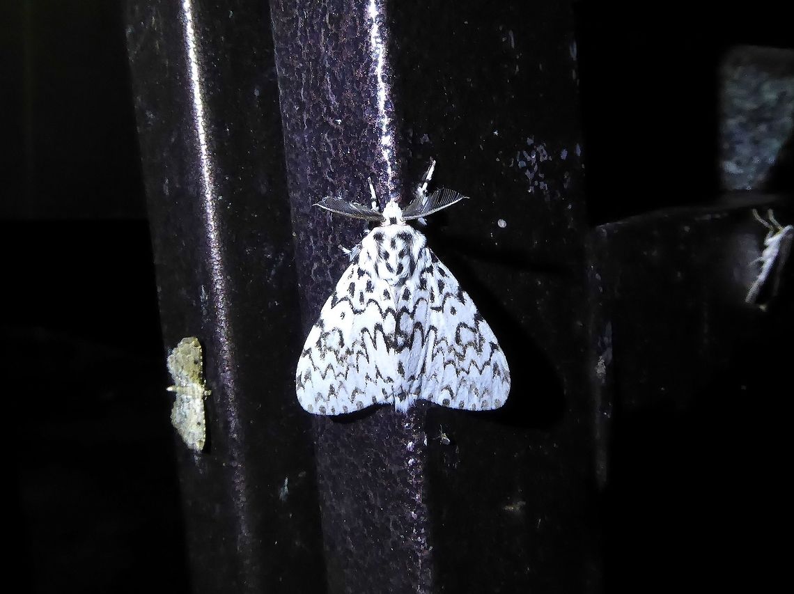 Lymantria singapura (Lymantriidae) Bukit Fraser, Malaysia. Dec 22, 2016. Fall,Geotagged,Lymantria singapura,Malaysia