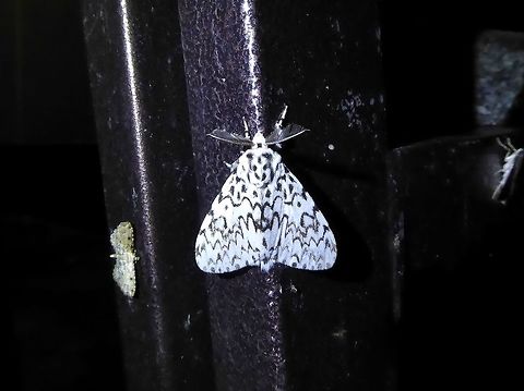 Lymantria singapura (Lymantriidae) Bukit Fraser, Malaysia. Dec 22, 2016. Fall,Geotagged,Lymantria singapura,Malaysia