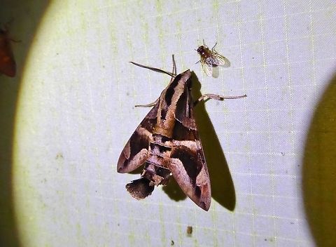 Macroglossum mitchelli (Sphingidae) Bukit Fraser, Malaysia. Dec 22, 2016. Fall,Geotagged,Grey-striped hummingbird hawkmoth,Macroglossum mitchellii,Malaysia