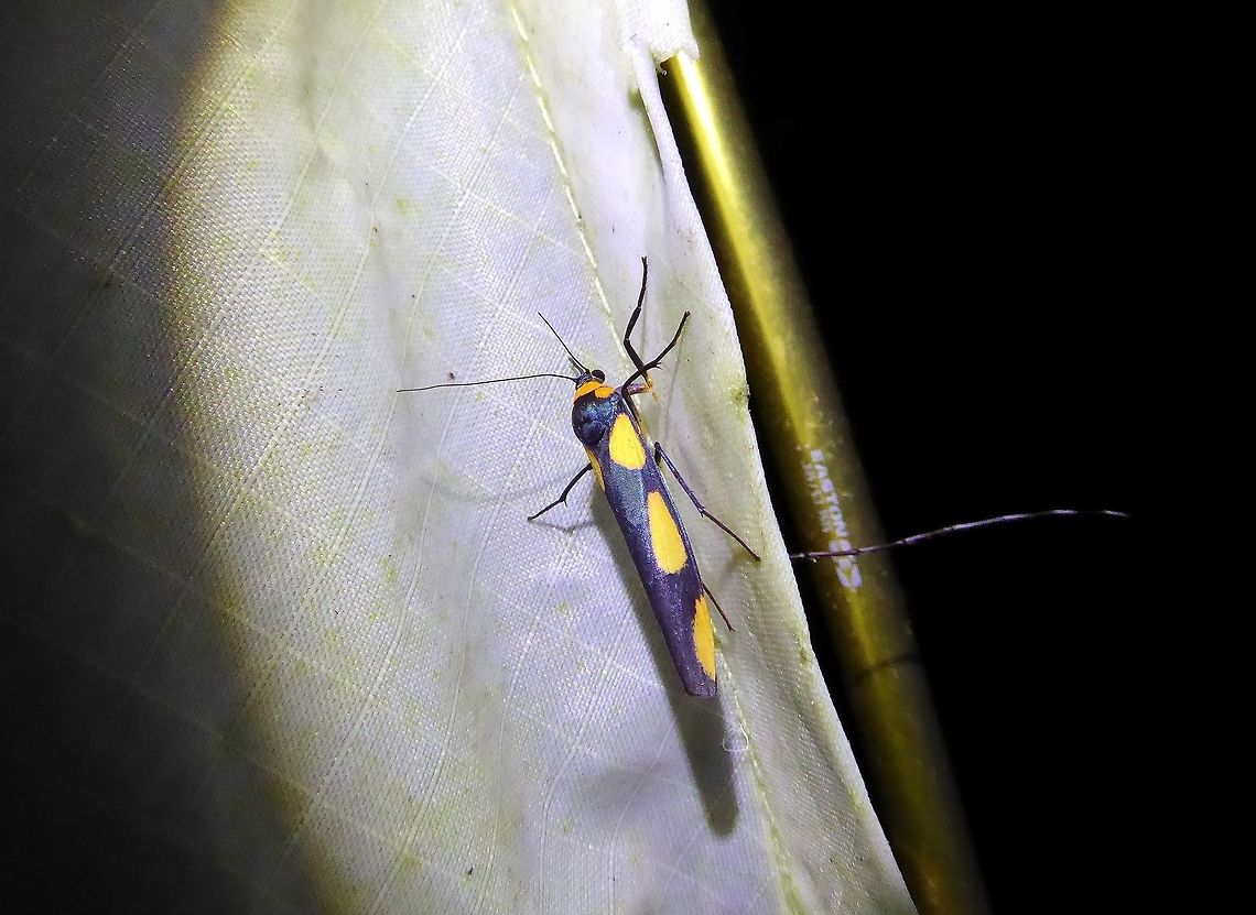 Monosyntaxis holmanhunti (Erebidae) Bukit Fraser, Malaysia. Dec 22, 2016. Geotagged,Malaysia,Monosyntaxis holmanhunti,Winter