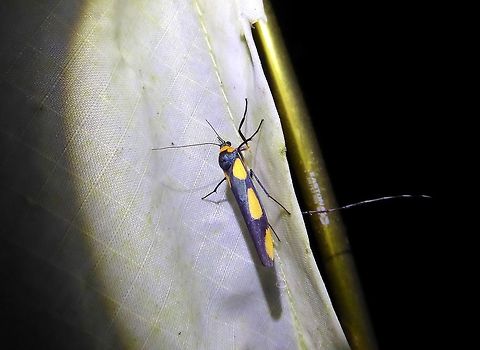 Monosyntaxis holmanhunti (Erebidae) Bukit Fraser, Malaysia. Dec 22, 2016. Geotagged,Malaysia,Monosyntaxis holmanhunti,Winter