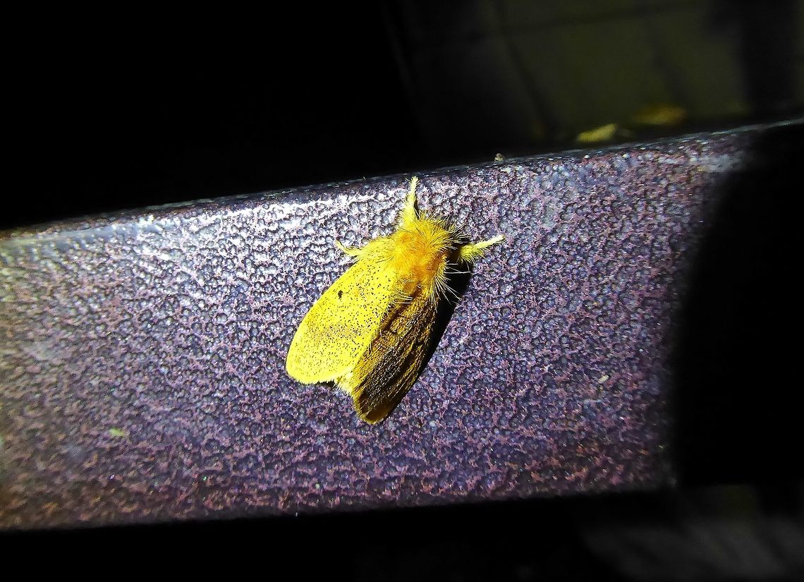 Nygmia xanthomela (Erebidae) Bukit Fraser, Malaysia. Dec 22, 2016. Fall,Geotagged,Malaysia,Nygmia xanthomela