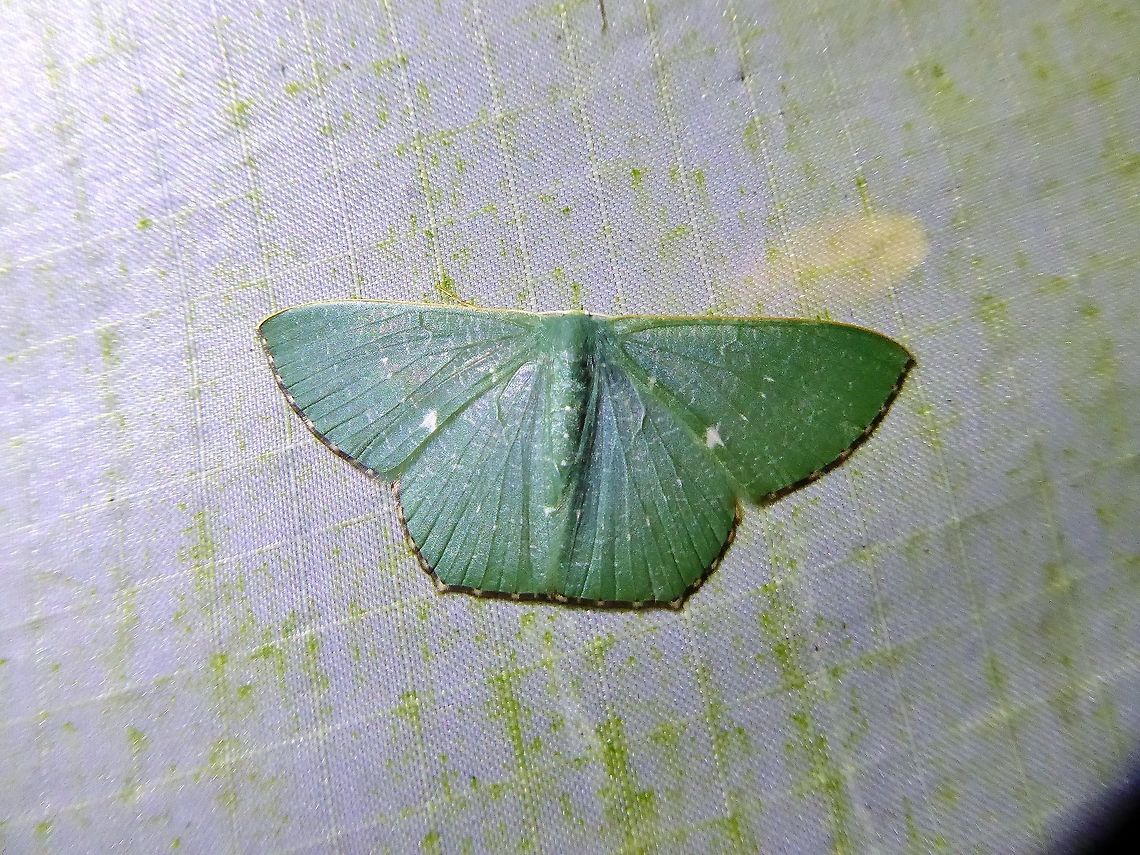 Orothalassodes hypocrites (Geometridae) Bukit Fraser, Malaysia. Dec 22, 2016. Fall,Geotagged,Malaysia,Orothalassodes hypocrites