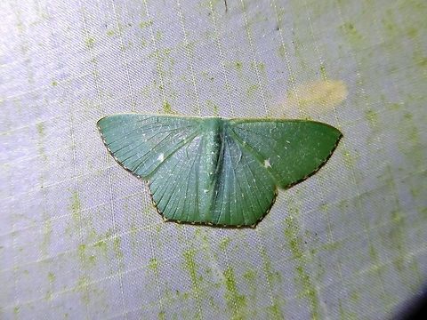 Orothalassodes hypocrites (Geometridae) Bukit Fraser, Malaysia. Dec 22, 2016. Fall,Geotagged,Malaysia,Orothalassodes hypocrites