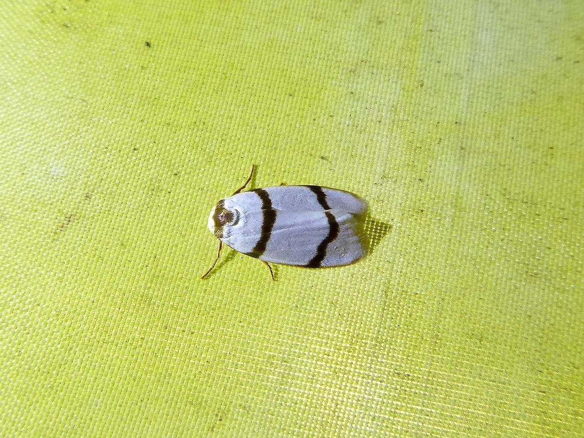 Padenia duplicana (Arctiidae) Bukit Fraser, Malaysia. Dec 22, 2016. Fall,Geotagged,Malaysia,Padenia duplicana