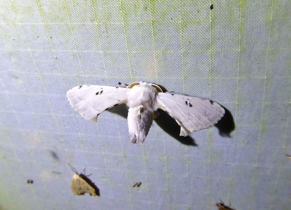 Penicillifera apicalis (Bombycidae) Bukit Fraser, Malaysia. Dec 23, 2016. Geotagged,Malaysia,Penicillifera apicalis,Winter