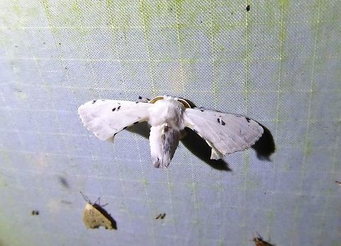 Penicillifera apicalis (Bombycidae) Bukit Fraser, Malaysia. Dec 23, 2016. Geotagged,Malaysia,Penicillifera apicalis,Winter