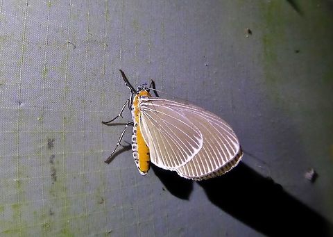 Peridrome orbicularis (Erebidae) Bukit Fraser, Malaysia. Dec 23, 2016. API,Geotagged,Malaysia,Moth Week 2018,Peridrome orbicularis,Winter