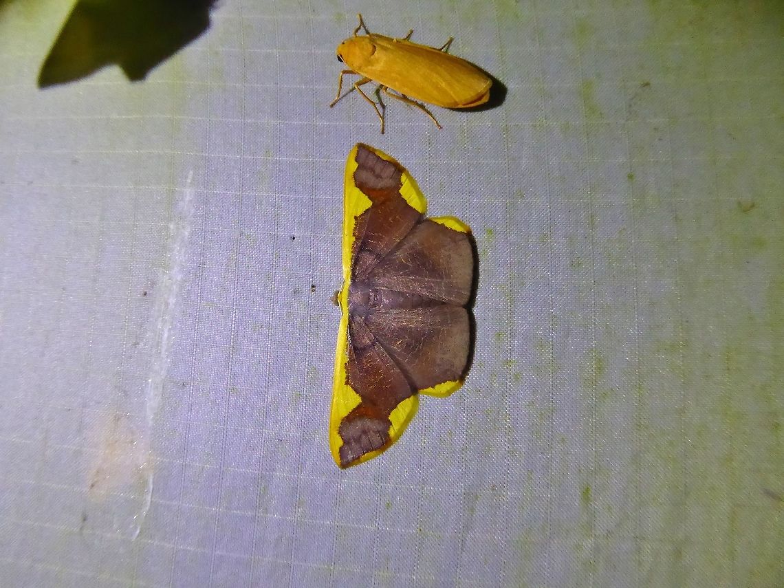 Plutodes costatus (Geometridae) Bukit Fraser, Malaysia. Dec 23, 2016. Geotagged,Malaysia,Plutodes costatus,Winter