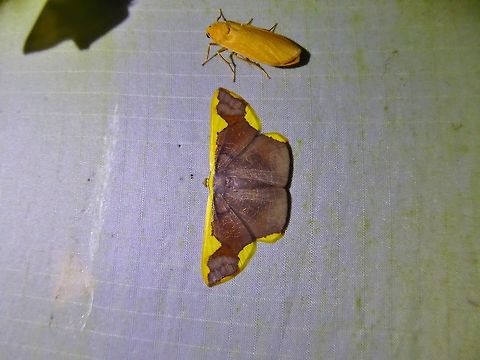 Plutodes costatus (Geometridae) Bukit Fraser, Malaysia. Dec 23, 2016. Geotagged,Malaysia,Plutodes costatus,Winter