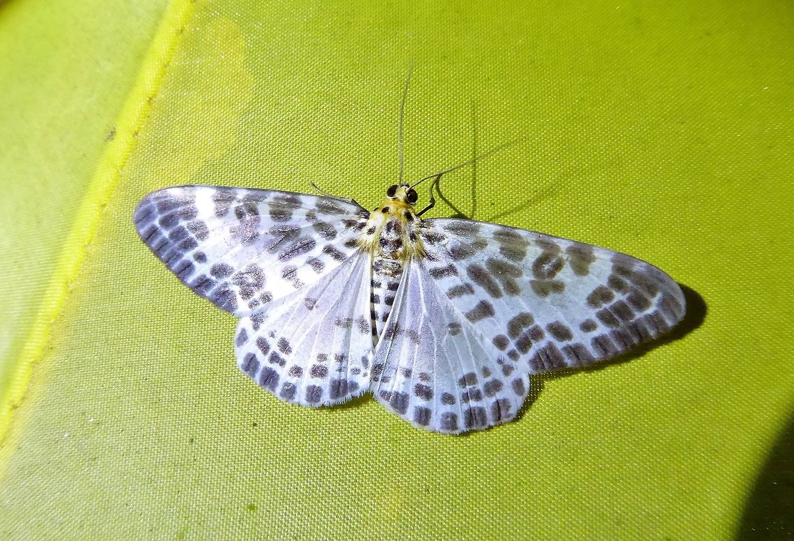 Pogonopygia nigralbata (Geometridae) Bukit Fraser, Malaysia. Dec 22, 2016. Fall,Geotagged,Malaysia,Pogonopygia nigralbata