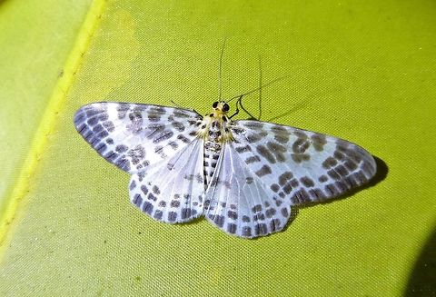 Pogonopygia nigralbata (Geometridae) Bukit Fraser, Malaysia. Dec 22, 2016. Fall,Geotagged,Malaysia,Pogonopygia nigralbata