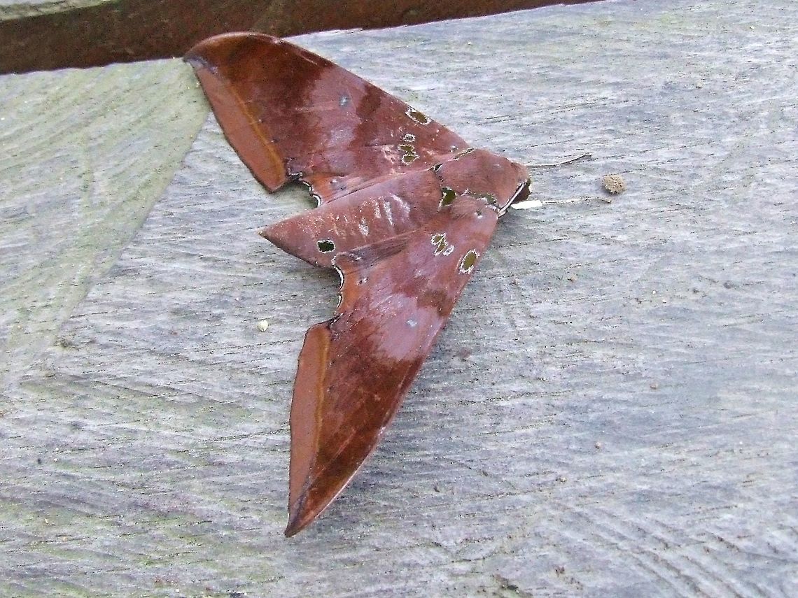 Ambulyx moorei (Sphingidae) Kinabatangan River, Sabah, Borneo. Aug 9, 2008 Ambulyx moorei,Cinnamon gliding hawkmoth,Geotagged,Malaysia,Summer
