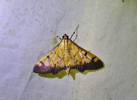 Syllepte fabiusalis (Crambidae) Bukit Fraser, Malaysia. Dec 22, 2016. Fall,Geotagged,Malaysia,Syllepte fabiusalis