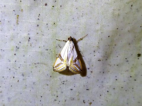 Talanga sabacusalis (Crambidae) Bukit Fraser, Malaysia. Dec 22, 2016. Fall,Geotagged,Malaysia,Talanga sabacusalis