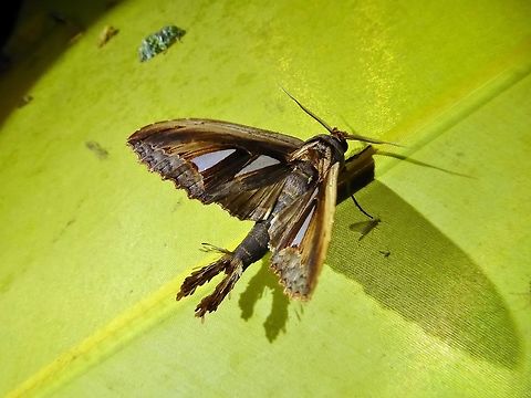Tarsolepis sommeri (Notodontidae) Bukit Fraser, Malaysia. Dec 23, 2016. Geotagged,Malaysia,Tarsolepis sommeri,Winter
