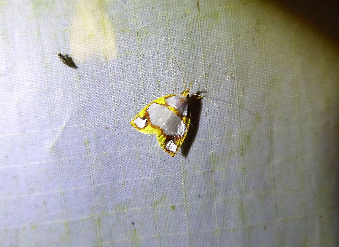 Titulcia eximia (Nolidae ) Bukit Fraser, Malaysia. Dec 23, 2016. Geotagged,Malaysia,Titulcia eximia,Winter