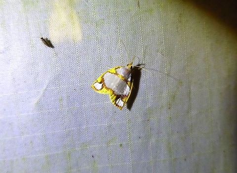 Titulcia eximia (Nolidae ) Bukit Fraser, Malaysia. Dec 23, 2016. Geotagged,Malaysia,Titulcia eximia,Winter