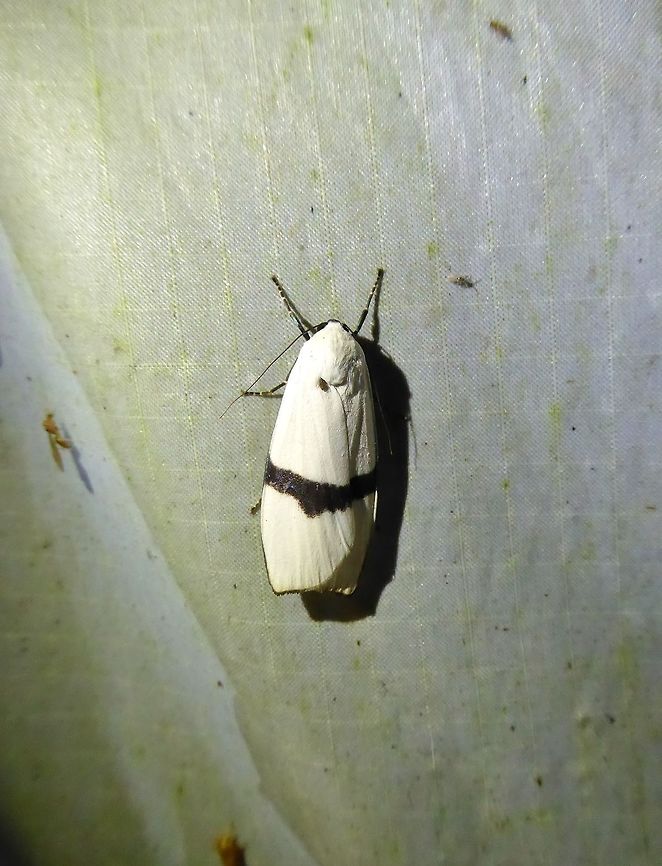 Vamuna remelana (Arctiidae) Bukit Fraser, Malaysia. Dec 24, 2016. Geotagged,Malaysia,Vamuna remelana,Winter