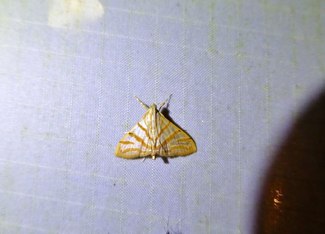 Pagyda salvalis (Pagyda salvalis) Bukit Fraser, Malaysia. Dec 23, 2016. Geotagged,Malaysia,Pagyda salvalis,Winter