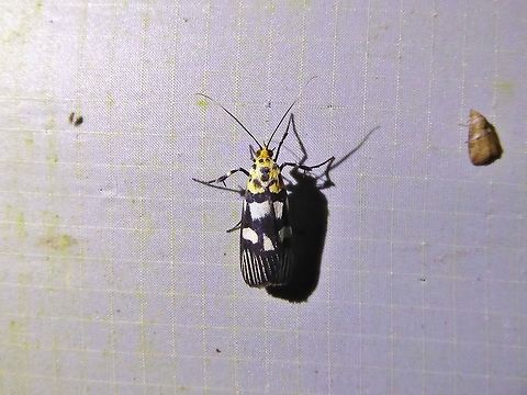 Vitessa teleroma (Pyralidae) Bukit Fraser, Malaysia. Dec 22, 2016. Fall,Geotagged,Malaysia,Vitessa teleroma